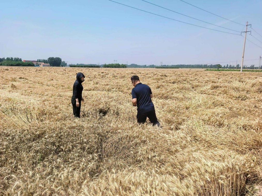 雨天守粮仓 服务靠前站——中华财险联动多方筑牢河南夏收安全防线